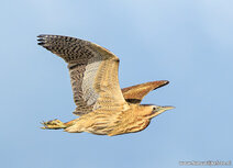 Waterbird postcards | Eurasian bittern postcard