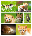 Postcard sets | Cats postcard set Postcard sets | Cats postcard set