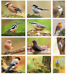 Postcard sets | Bird postcard set Postcard sets | Bird postcard set
