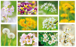 Postcard sets | Flower postcard set Postcard sets | Flower postcard set