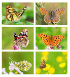 Postcard sets | Butterfly postcard set Postcard sets | Butterfly postcard set