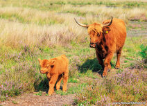 Animal postcards | Scottish highlanders postcard Animal postcards | Scottish highlanders postcard