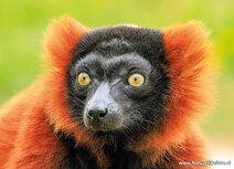 Zoo postcards | Red ruffed lemur postcard