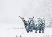 Animal postcards | Scottish highlander postcard Animal postcards | Scottish highlander postcard