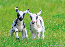 Animal postcards | Lamb postcard
