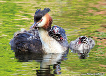 Waterbird postcards | Grebe with young postcard