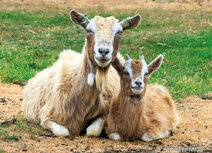 Animal postcards | Goats postcard