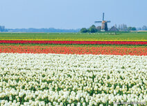 Mill postcards | Postcard Berkmeer mill in Obdam