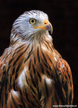 Raptor postcards | Red kite postcard