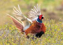 Wildlife postcards | common pheasant postcard