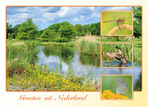 Dutch postcards | Groeten uit Nederland postcard