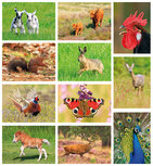 Postcard sets | Wildlife postcard set
