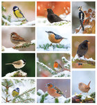 Postcard sets | Bird postcard set