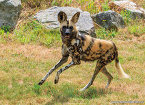 Zoo postcards | African wild dog postcard