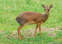 Zoo postcards | kirk's dikdik postcard