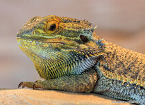 Zoo postcards | bearded dragon postcard