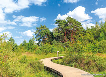 Landscape postcards | Strabrechtse heath postcard