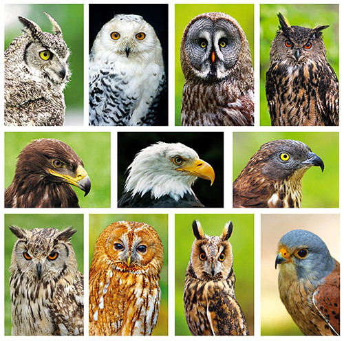 postcard set raptors postcard set raptors