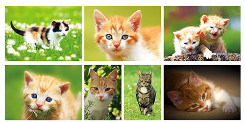 cats postcard set cats postcard set