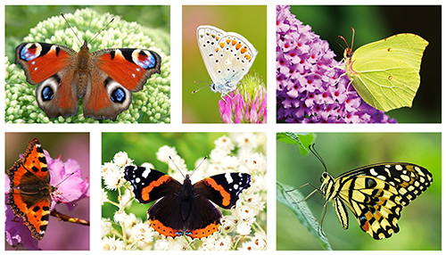 postcard set butterflies postcard set butterflies
