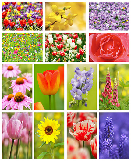 flower postcard set flower postcard set