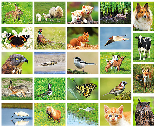 postcard set animals postcard set animals