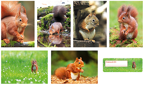 Squirrel postcardset