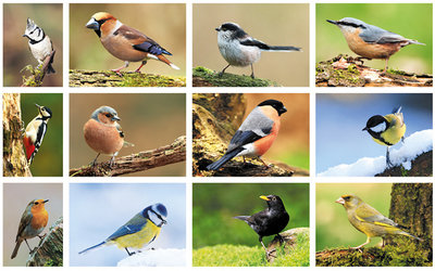 postcard set forest birds postcard set forest birds