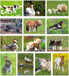 Animal postcardset